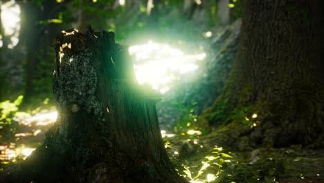 Sonnenlichtstrahlen-Strömen-Durch-Blätter-In-Einem-Regenwald
